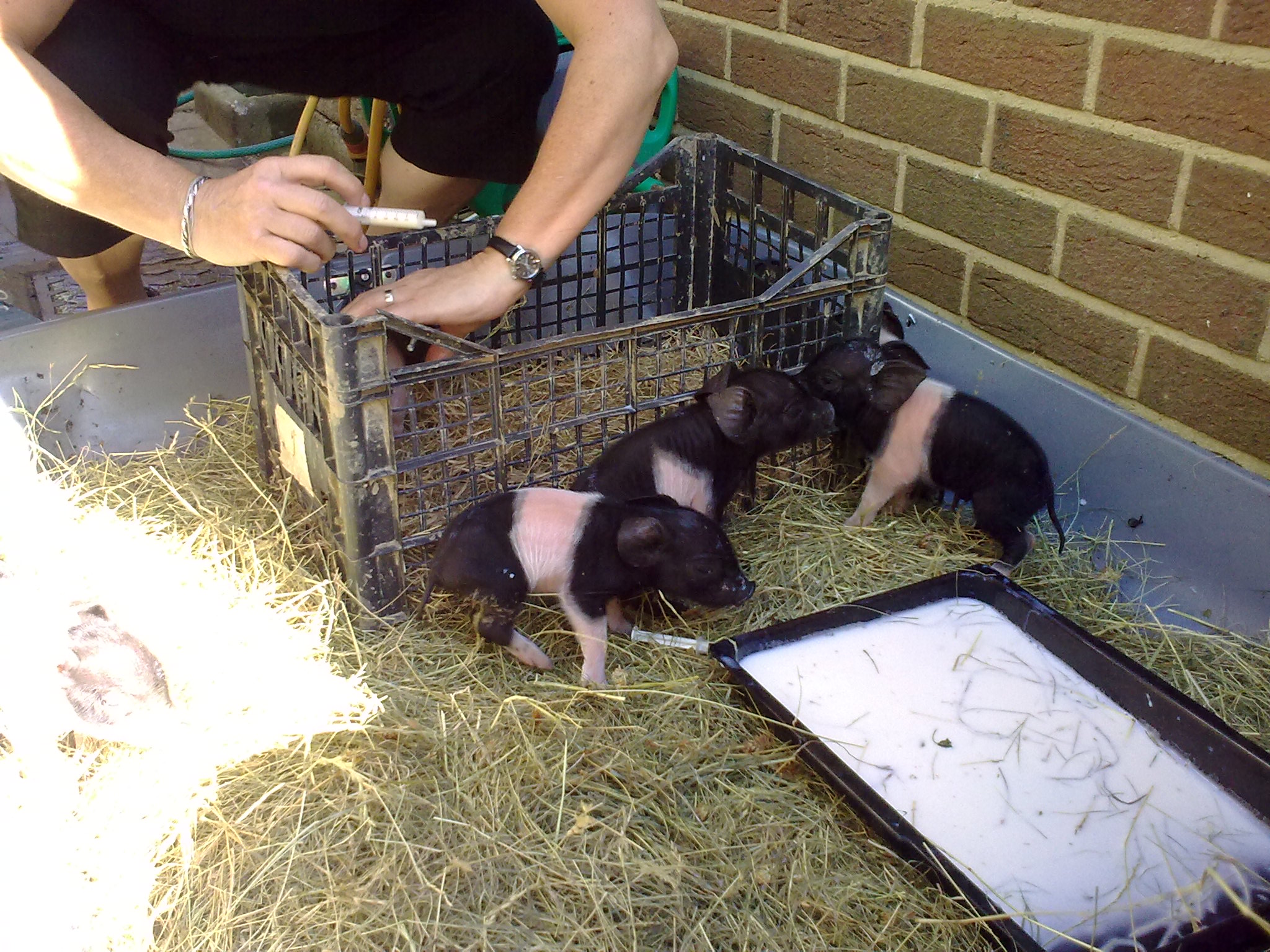 10.10.11 piglets 038